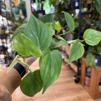 Philodendron Sweetheart 8cm pot Hanging & Trailing air purifying