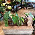 img_8774