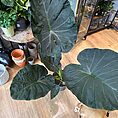 img_8951