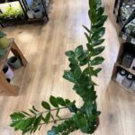 Zamioculcas Zamiifolia Emerald Palm ZZ LARGE 19cm pot