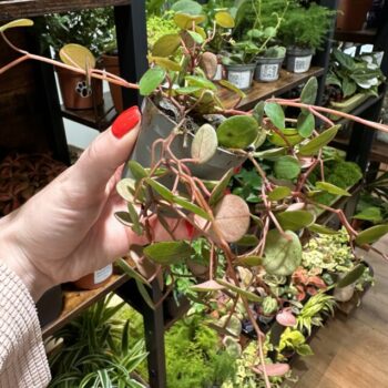 Peperomia Pepperspot String of Coins 6cm pot Hanging & Trailing easy care 2