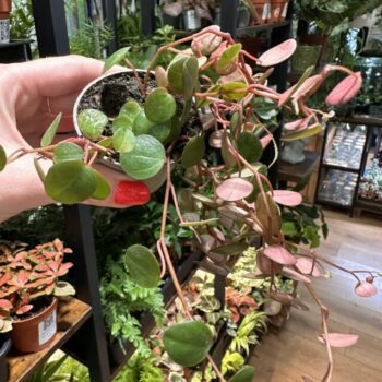 Peperomia Pepperspot String of Coins 6cm pot Hanging & Trailing easy care