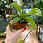 Carnivorous Nepenthes Alata Monkey Jars 8cm pot