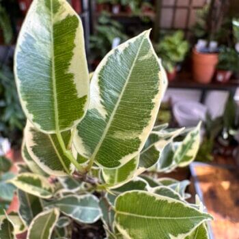 Ficus Benjamina Samantha Weeping Fig Plant 8cm pot Houseplants ficus 2
