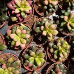 Anacampseros Rufescens Sunrise Large Succulent 5cm pot
