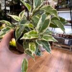 Ficus Benjamina Samantha Weeping Fig Plant 8cm pot