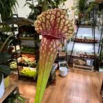 Carnivorous Sarracenia Houseplant Trumpet 8cm pot