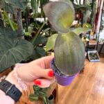 Tradescantia Purple Heart Inchplant 5cm