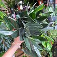 img_9668