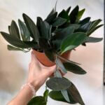 Scindapsus Treubii Dark Form 16cm pot