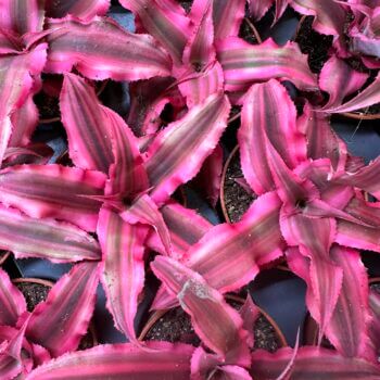 Cryptanthus Earth Pink Ruby 5cm pot Houseplants easy