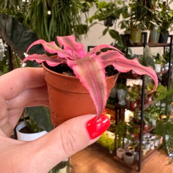 Cryptanthus Earth Pink Ruby 5cm pot Houseplants easy 2