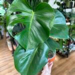 Monstera Deliciosa Cheese Plant 13cm Pot
