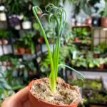 Corkscrew Albuca Frizzie-Sizzle Spiralis Succulent 9cm pot