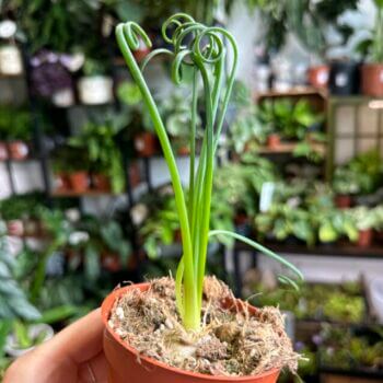 Corkscrew Albuca Frizzie-Sizzle Spiralis Succulent 9cm pot Houseplants Asparagaceae