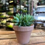 Rustic Terracotta Planter 8cm pot