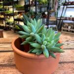 Terracotta Bowl Planter 10cm