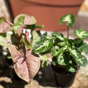 Syngonium Arrowhead Vine Aroid Plant 7cm pot Hanging & Trailing