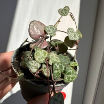 String of Hearts Ceropegia Woodii 6cm pot Hanging & Trailing baby plants