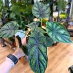 Alocasia Dragon Scale Elephant Ear Plant 12cm pot