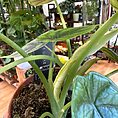 img_9867