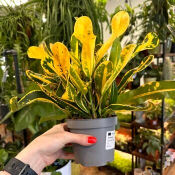 Croton Codiaeum Yellow Variegatum 12cm pot Houseplants 2