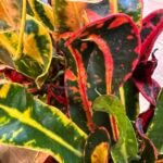 Croton Codiaeum Mammi Corkscrew 12cm pot