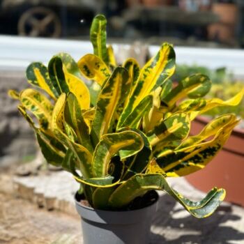 Croton Codiaeum Yellow Variegatum 12cm pot Houseplants