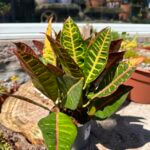 Croton Codiaeum Variegatum Petra 12cm pot