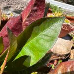 Croton Codiaeum Purple Variegatum 12cm pot