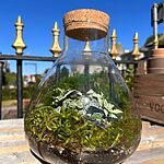 Lab Flask Terrarium Starter Kit DIY