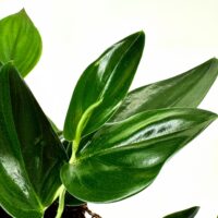 Vibrant green plant with glossy rosette leaves in a pot against a white background.