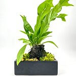 Fern Lava Rock Bonsai