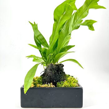 Modern planter with vibrant green fern, volcanic rock, and matte black ceramic container.