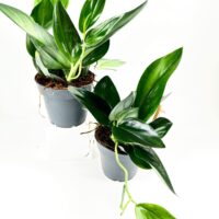 Vibrant green potted plants on white background highlighting lush foliage and simple grey pots.