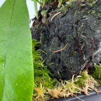 Close-up of vibrant orchid plant roots and foliage in lush, organic environment.