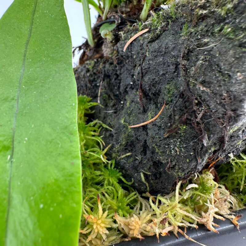 Lush Greenery: Orchid Roots and Moss Ecosystem Close-up of vibrant orchid plant roots and foliage in lush, organic environment.