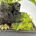 Lush green plant on black volcanic rock with moss in modern planter.