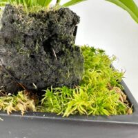 Lush green plant on black volcanic rock with moss in modern planter.