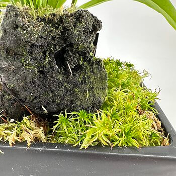 Lush green plant on black volcanic rock with moss in modern planter.