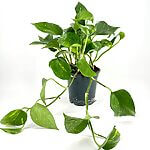 Epipremnum Aureum Devil’s Ivy Golden Pothos
