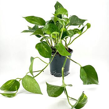 Lush pothos houseplant in a black pot, showcasing vibrant green leaves against a white background.