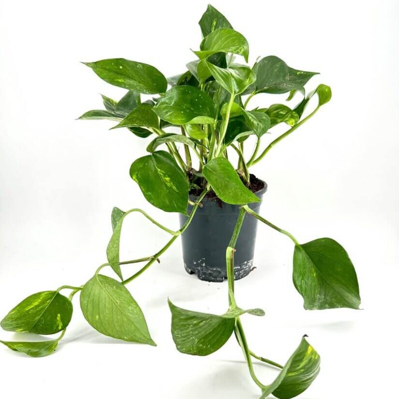 Lush pothos houseplant in a black pot, showcasing vibrant green leaves against a white background.
