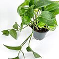 Vibrant pothos houseplant with trailing vines, showcasing lush green foliage in a minimalist setting.
