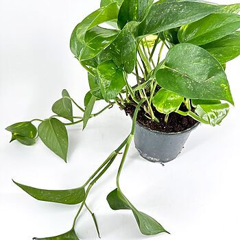 Vibrant pothos houseplant with trailing vines, showcasing lush green foliage in a minimalist setting.