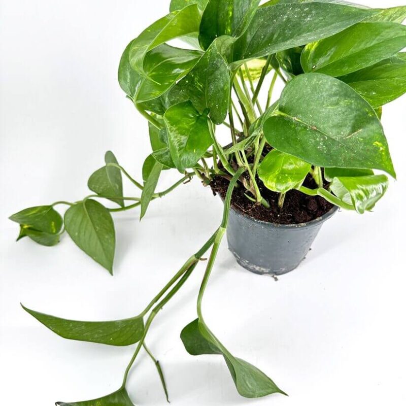 Lush Pothos Plant with Cascading Vines Vibrant pothos houseplant with trailing vines, showcasing lush green foliage in a minimalist setting.