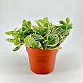 Vibrant leafy potted plant in terracotta pot against light background.