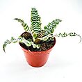 Vibrant succulent plant in a striking red pot, showcasing intricate green leaf patterns.