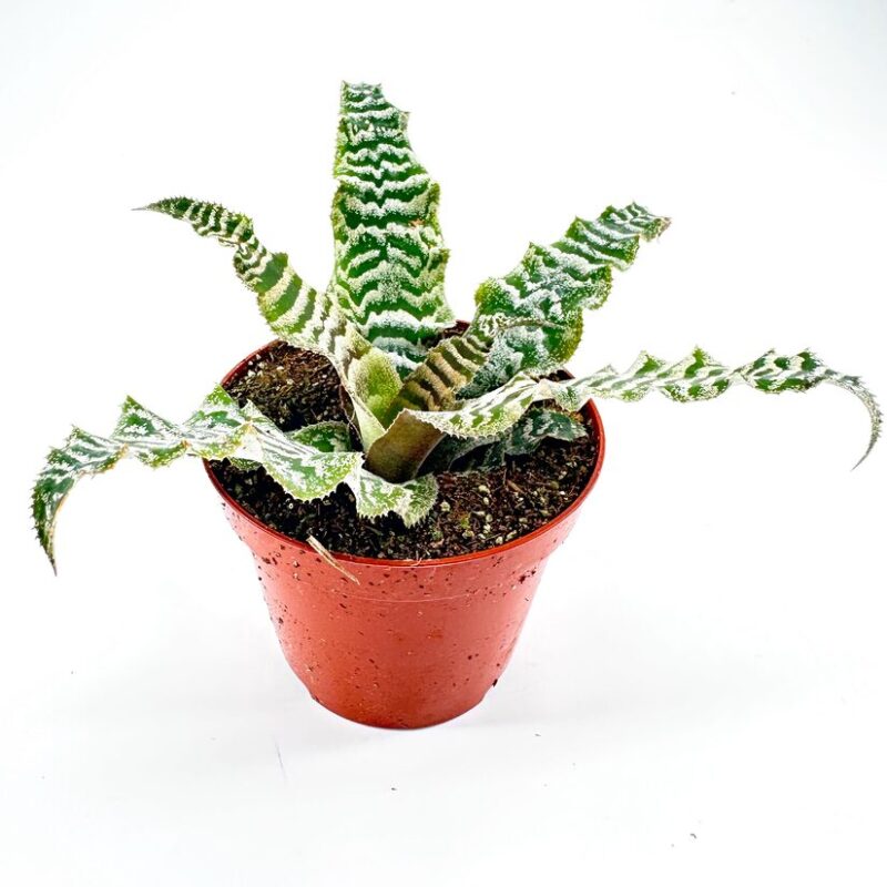 Vibrant Plant in Bold Red Pot with Unique Leaf Patterns Vibrant succulent plant in a striking red pot, showcasing intricate green leaf patterns.