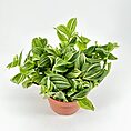 Vibrant indoor plant with green leaves, white stripes in terracotta pot against neutral background.